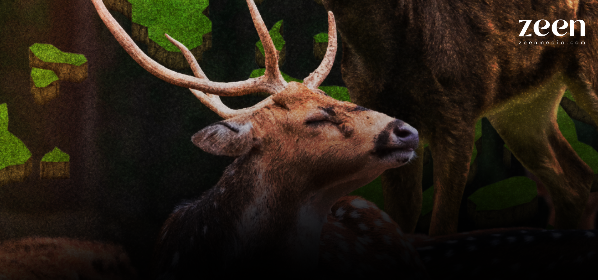 After Decades, a Deer Is Spotted Again in Marinduque