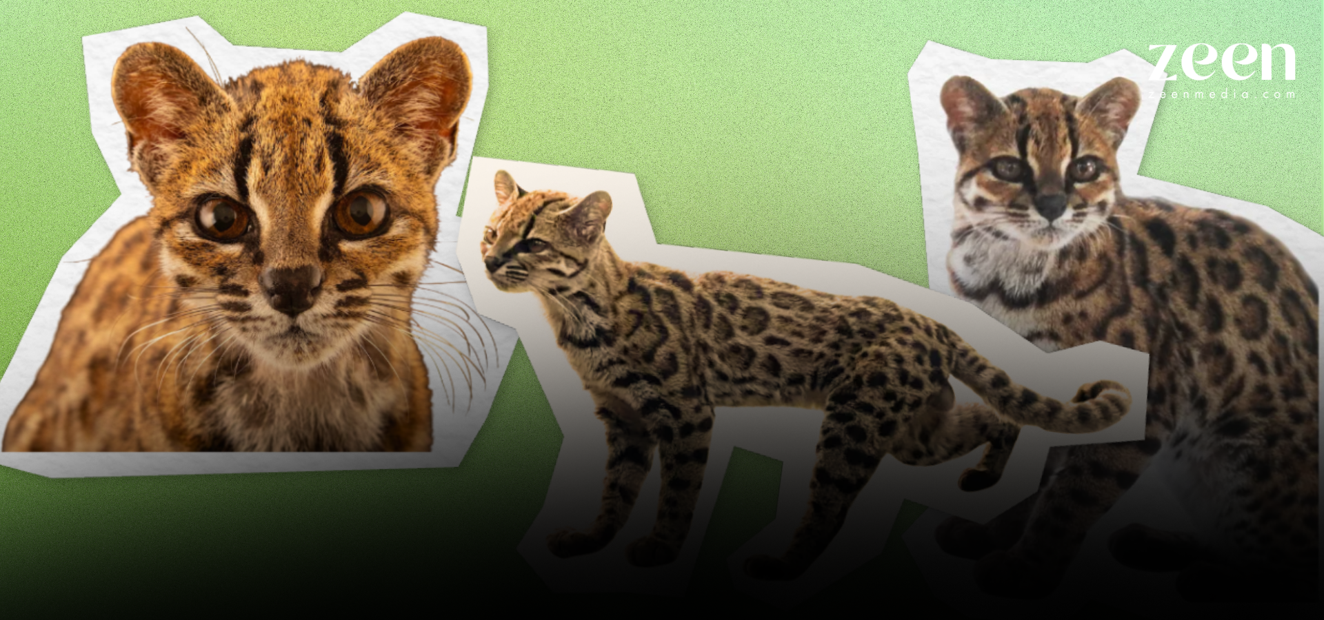 Meet Tilcayo: A New Cat Species Just Discovered in Bolivia&rsquo;s Cloud Forests